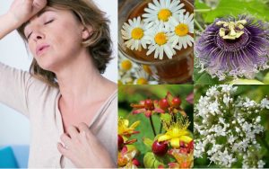 Plantas medicinales para el tratamiento de los síntomas de la menopausia