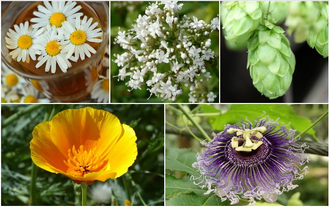 Plantas para hacer frente a los síntomas de la menopausia