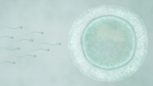 Los pasos de una inseminación artificial